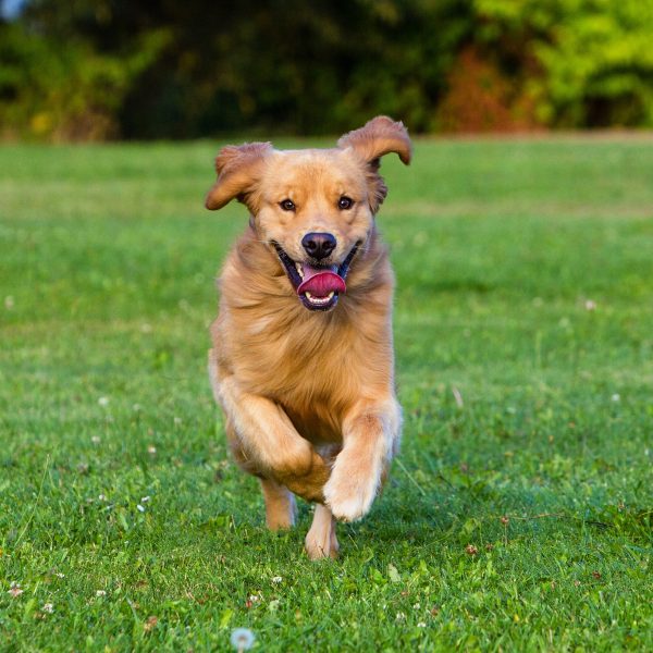 golden retriever running in a yard