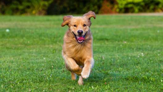 6 Ways to Keep Your Dog’s Heart Healthy