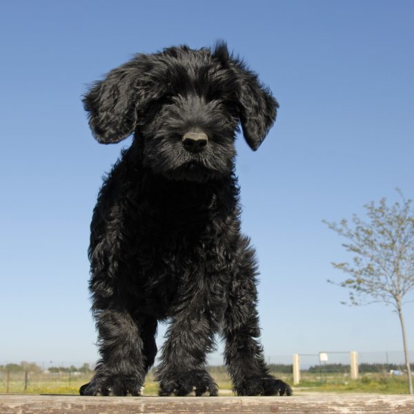 portuguese water dog puppy standing on a table outside