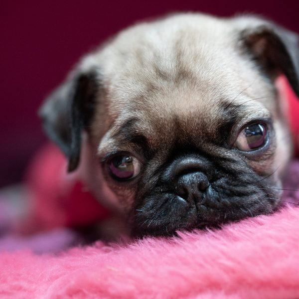 pug puppy on a pink blanket