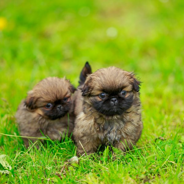 two pekingese puppies in grass