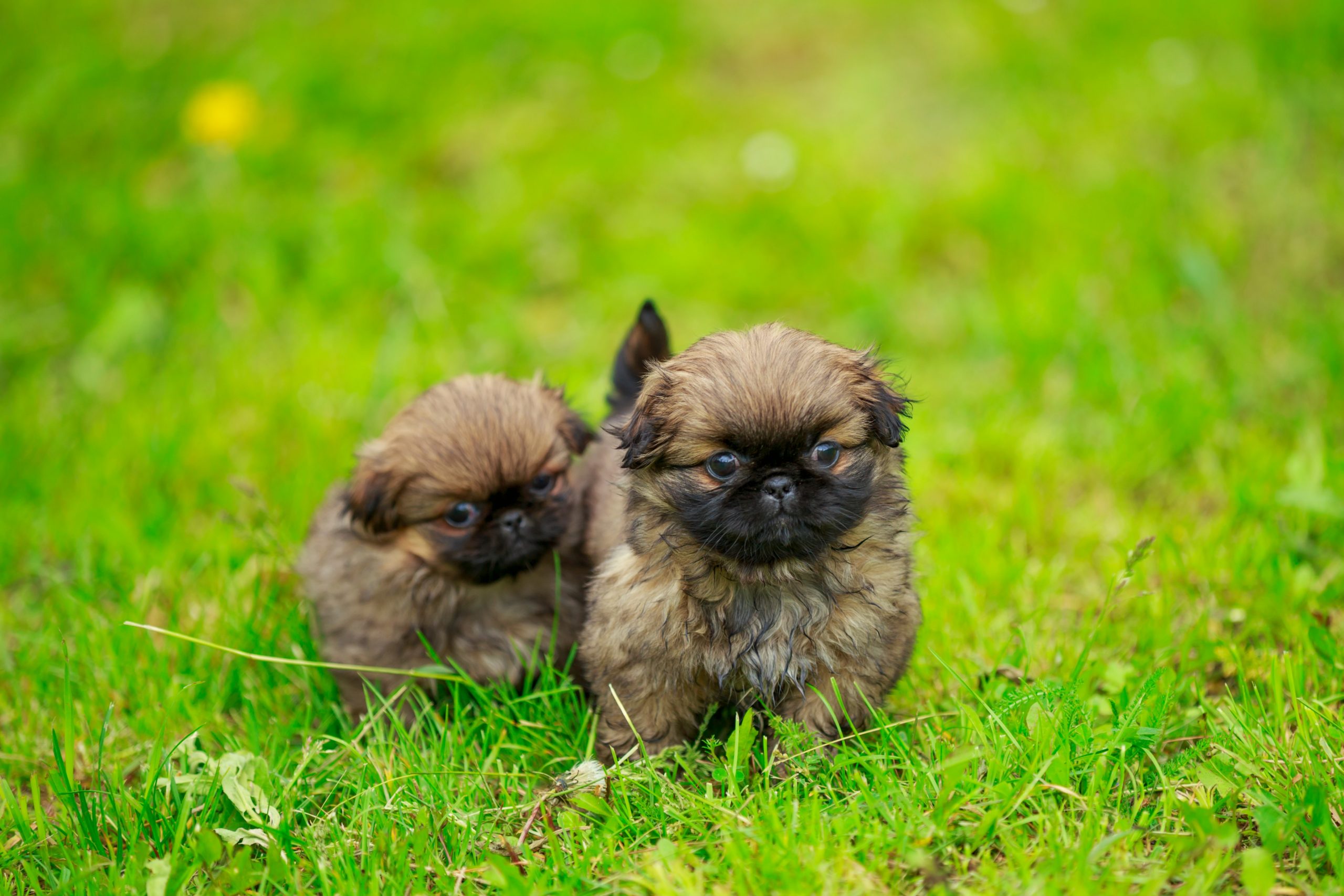 4 Facts About the Pekingese Greenfield Puppies