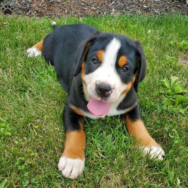 Sarge, Greater Swiss Mountain Dog Puppy