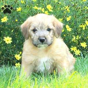 Levi Glick - Greenfield Puppies