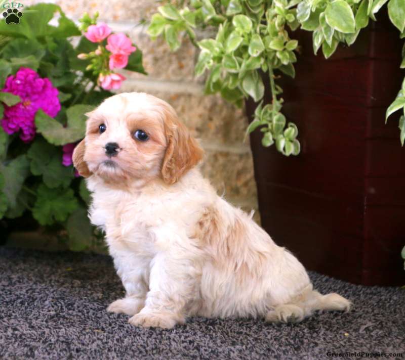 Toby - Cava-Tzu Puppy For Sale in Pennsylvania