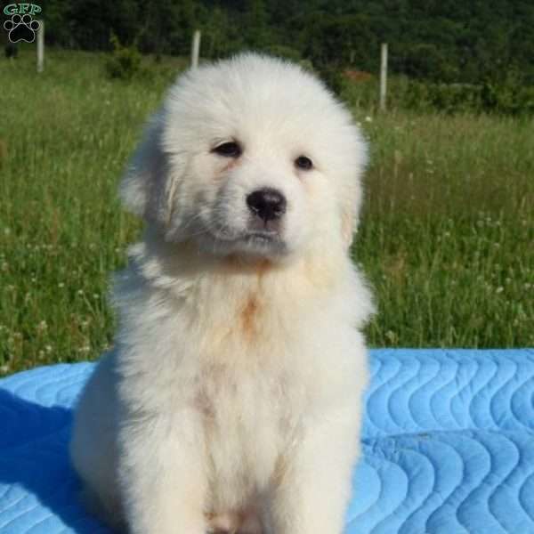 Felicity, Great Pyrenees Puppy