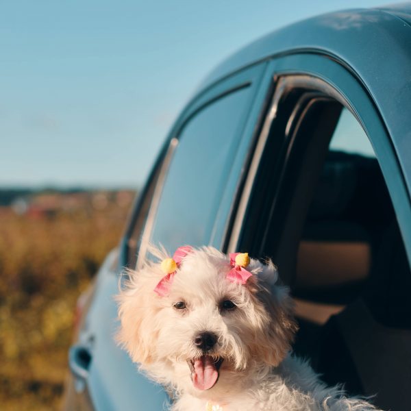 mini poodle in a car window