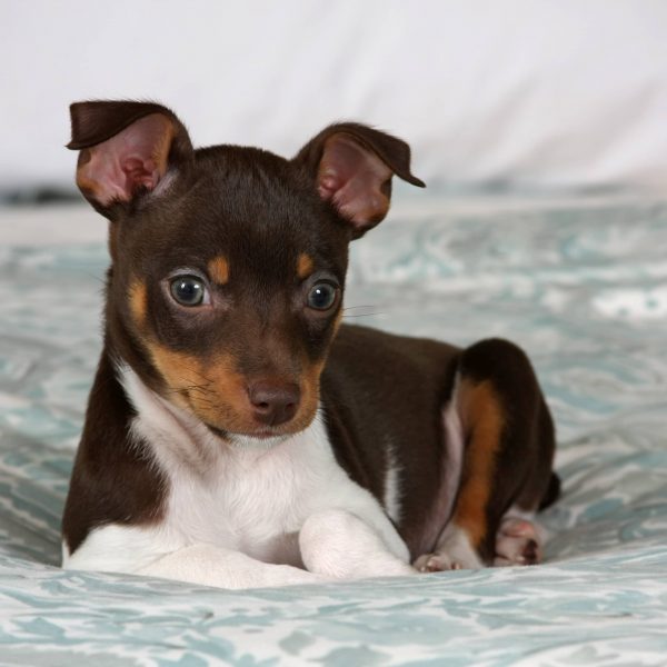 what breeds make a rat terrier