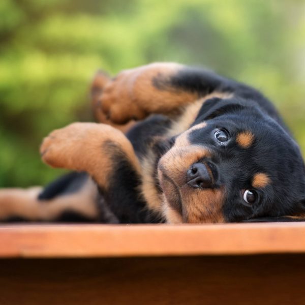 rottweiler puppy lying down