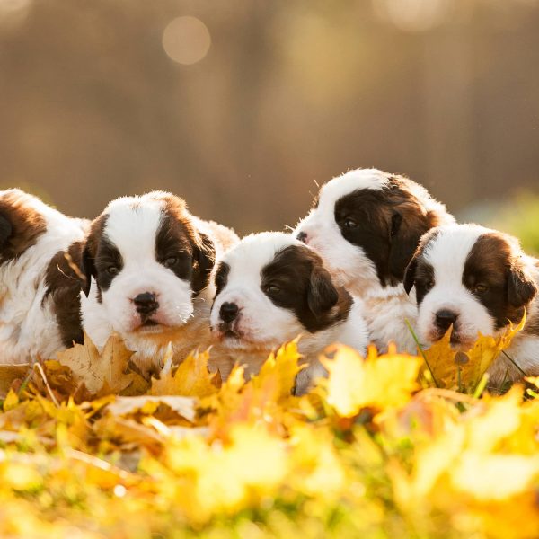 saint bernard puppies sitting in leaves