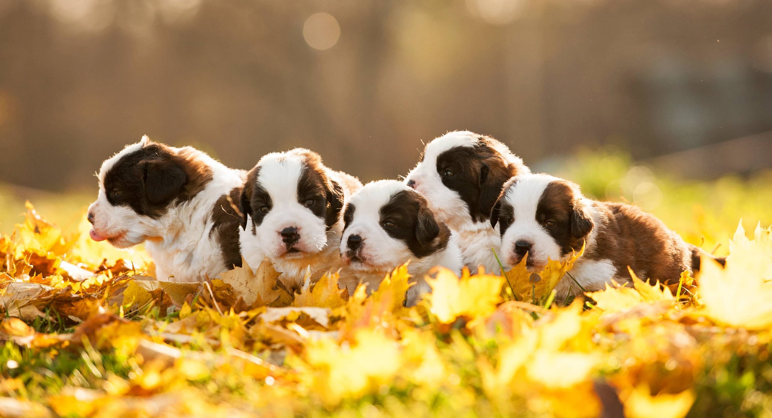 Saint Bernard Puppies for Sale - Greenfield Puppies