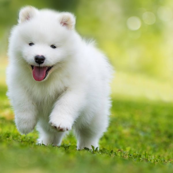 samoyed puppy running in grass