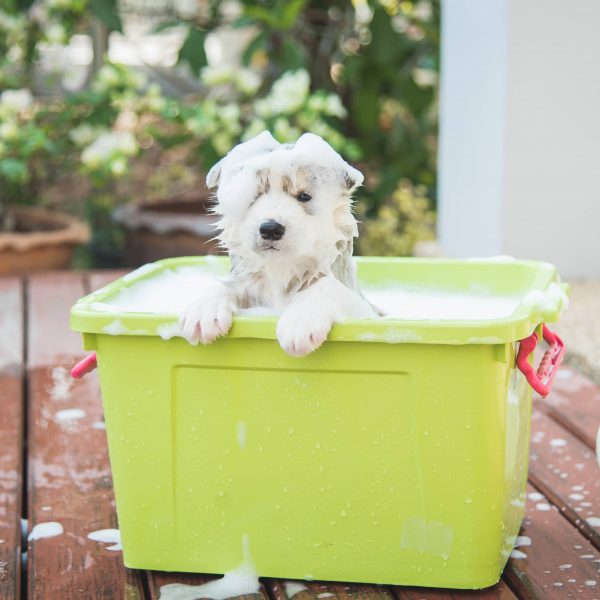 siberian husky puppy getting a bath