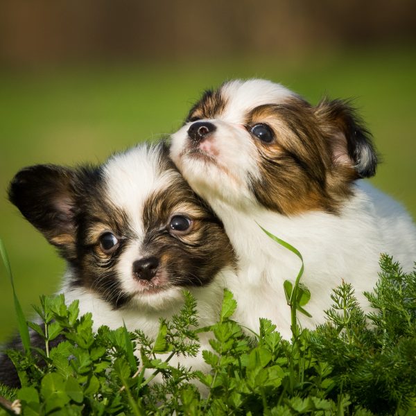two papillon puppies in the grass