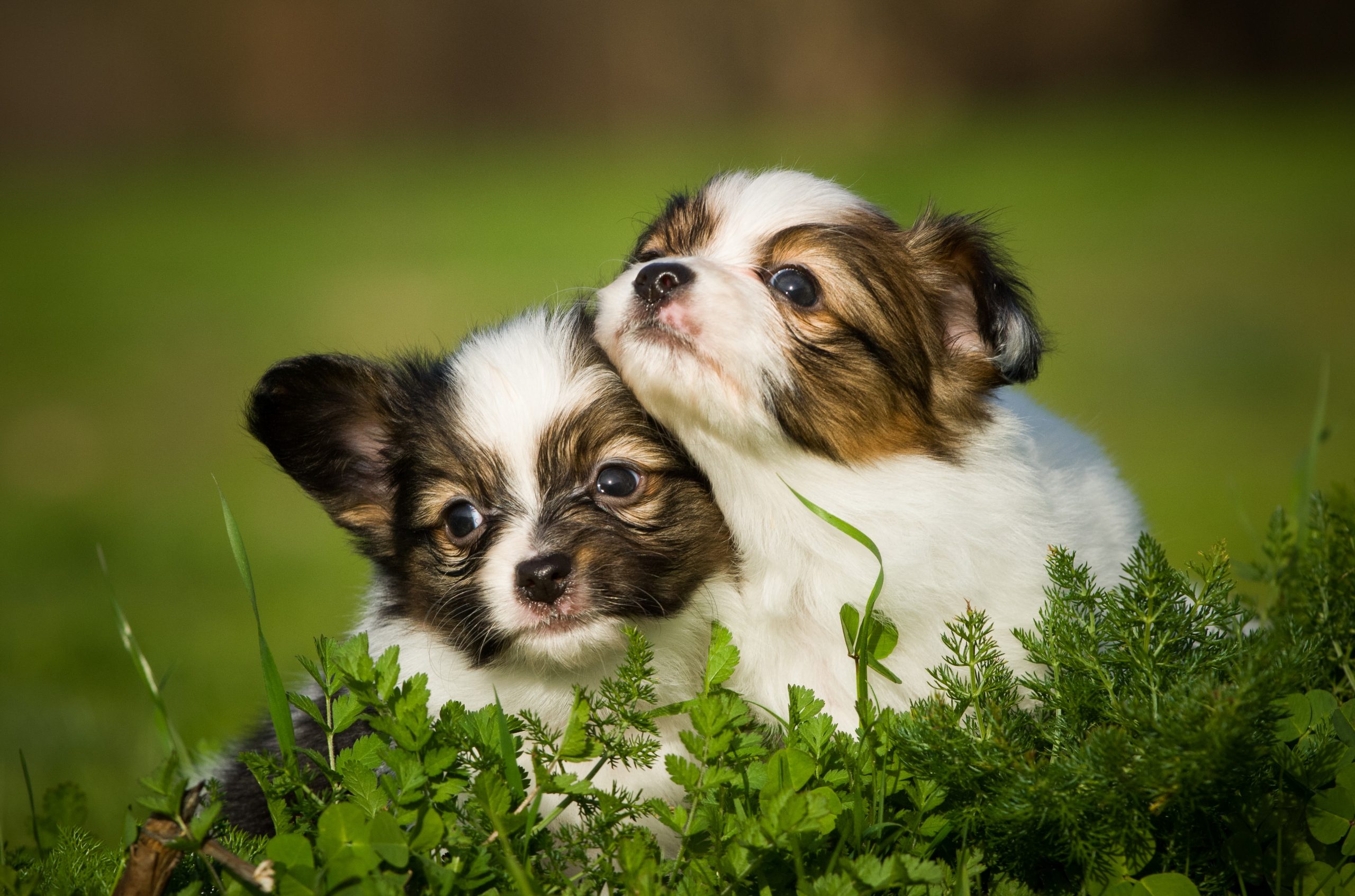 Papillion Dog Breed - Facts and Personality Traits