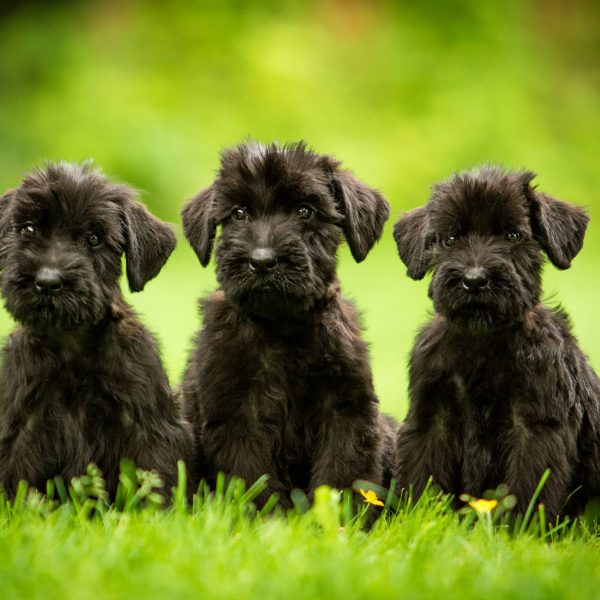 3 giant schnauzer puppies sitting in grass