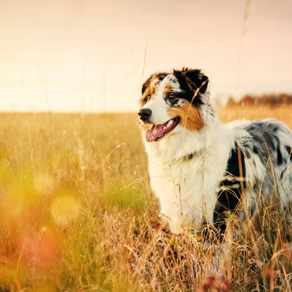 australian shepherd standing in a meadow