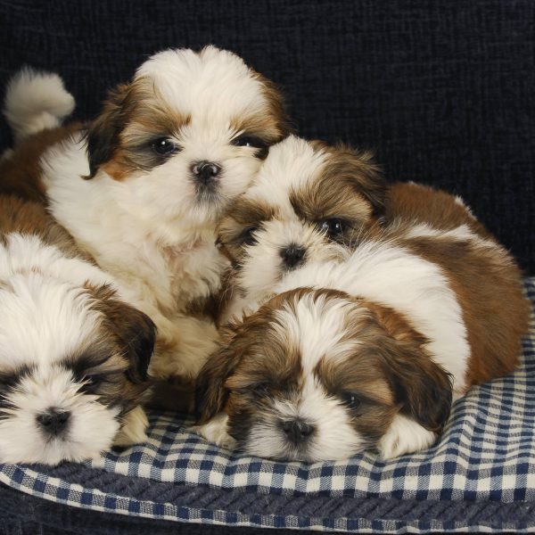 four shih tzu puppies in a cuddle pile