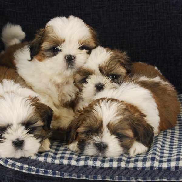 can a australian cattle dog and a shih tzu be friends