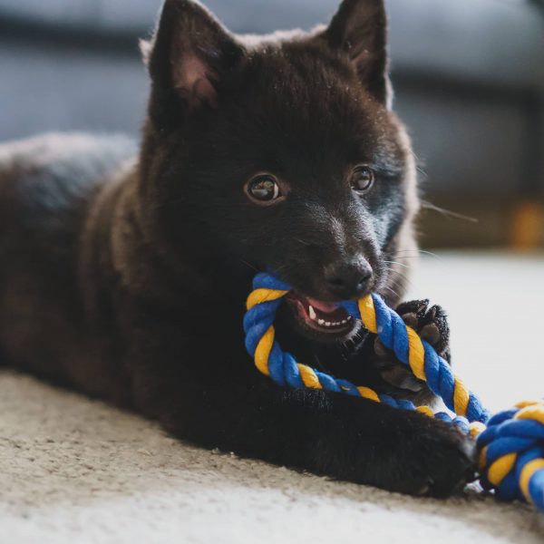 schipperke puppy playing with a toy