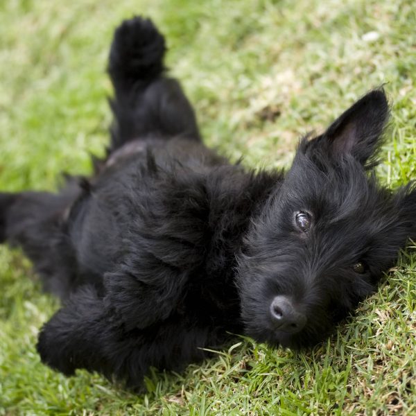scottish terrier puppy lying on its back in grass