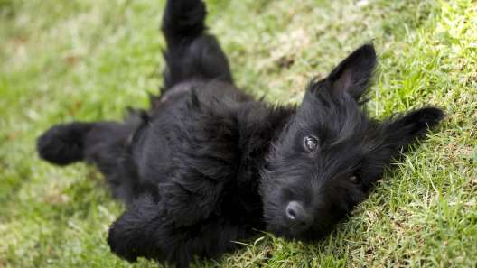 4 Facts About Scottish Terriers