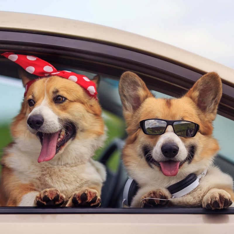 Wyoming DogFriendly Travel Guide Greenfield Puppies