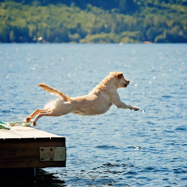 yellow lab dock diving