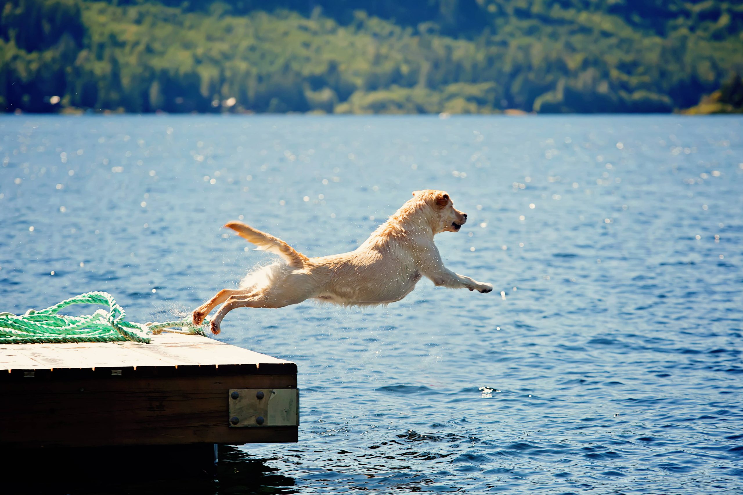 What to Know About Dock Diving | Greenfield Puppies