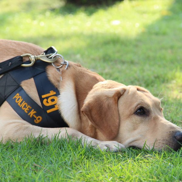 cão policial de laboratório amarelo descansando na grama