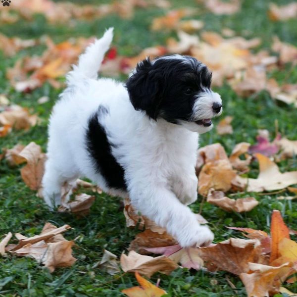 Mini Sheepadoodle