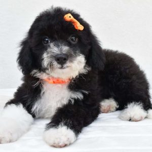 Sheepadoodle-Miniature