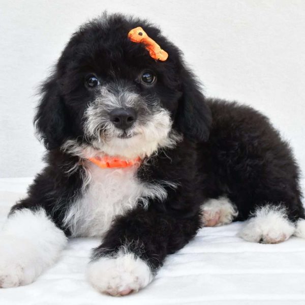 Mini Sheepadoodle