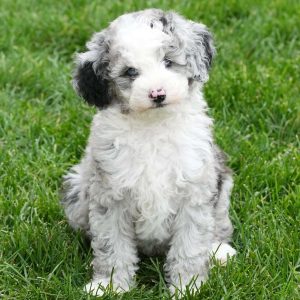 Sheepadoodle-Miniature