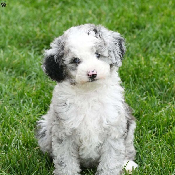 Mini Sheepadoodle