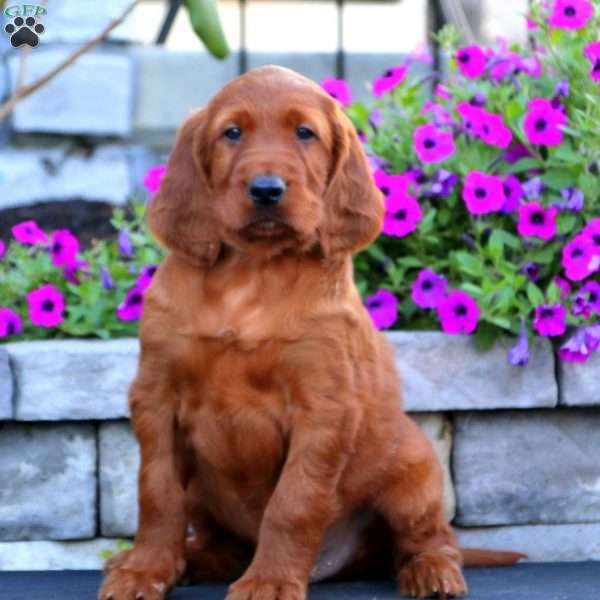 Toby, Irish Setter Puppy