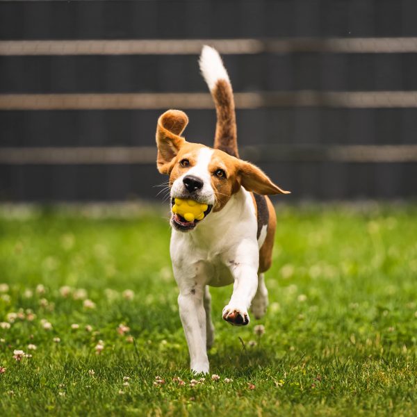 beagle playing in a fenced backyard