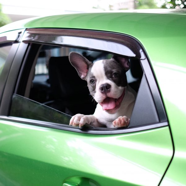 boston terrier mix in a green car