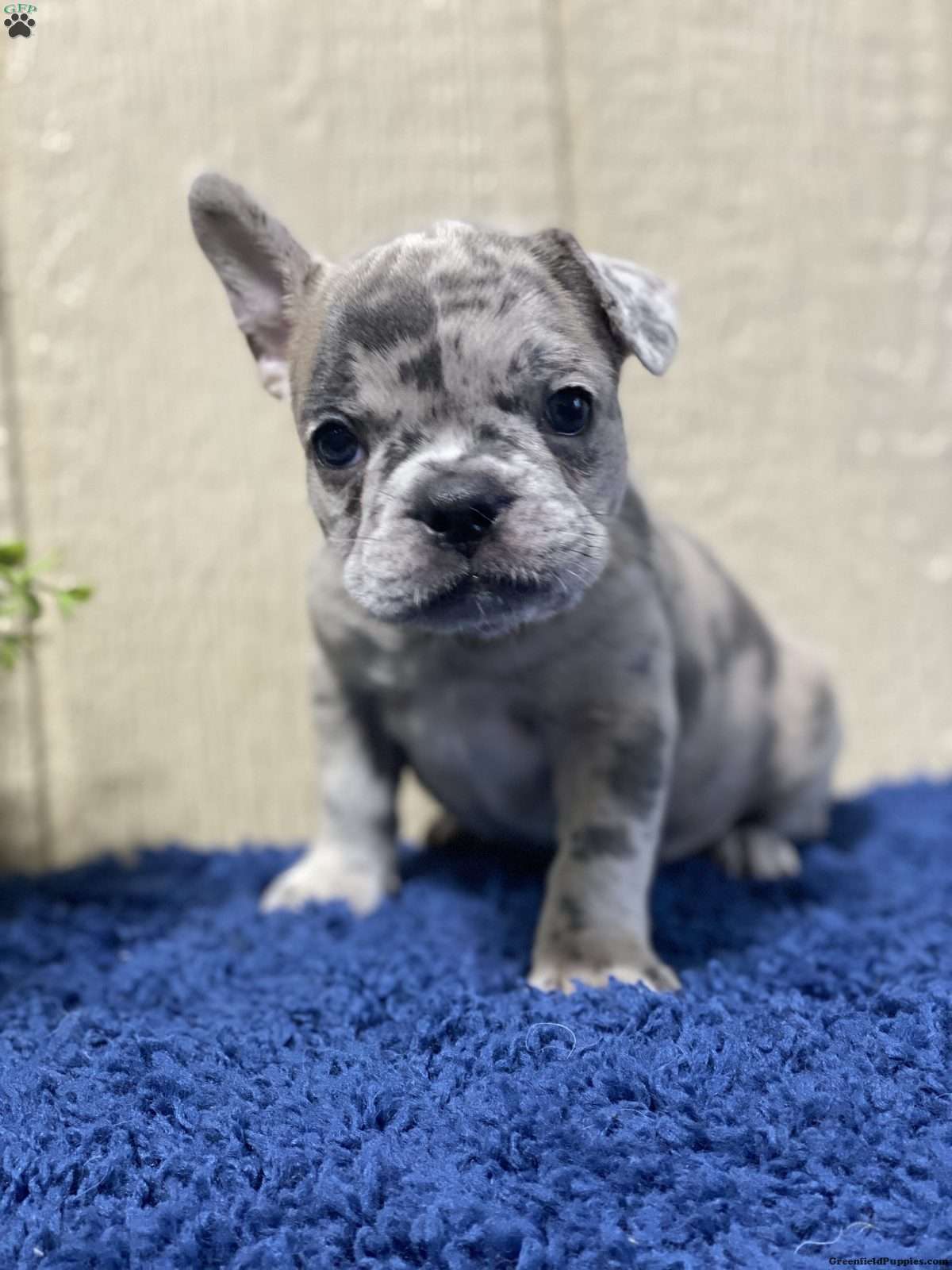 Bruce - Frenchton Puppy For Sale in Ohio