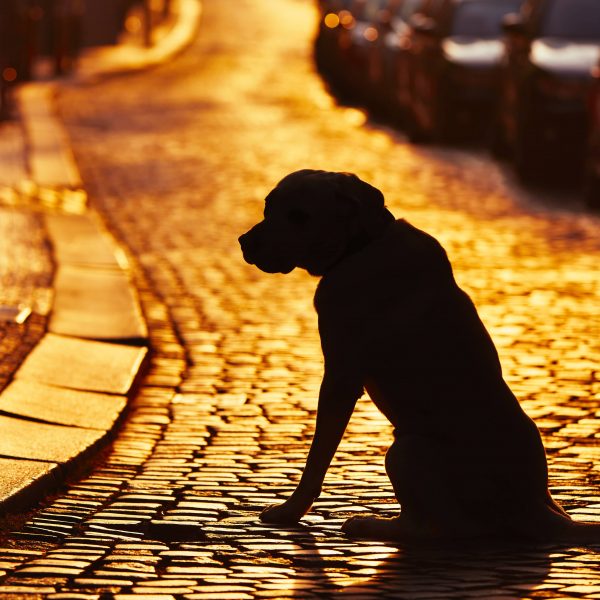 silhueta de cachorro em uma rua ao pôr do sol