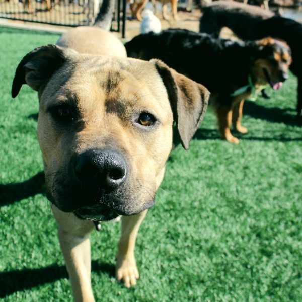 dogs at a dog daycare