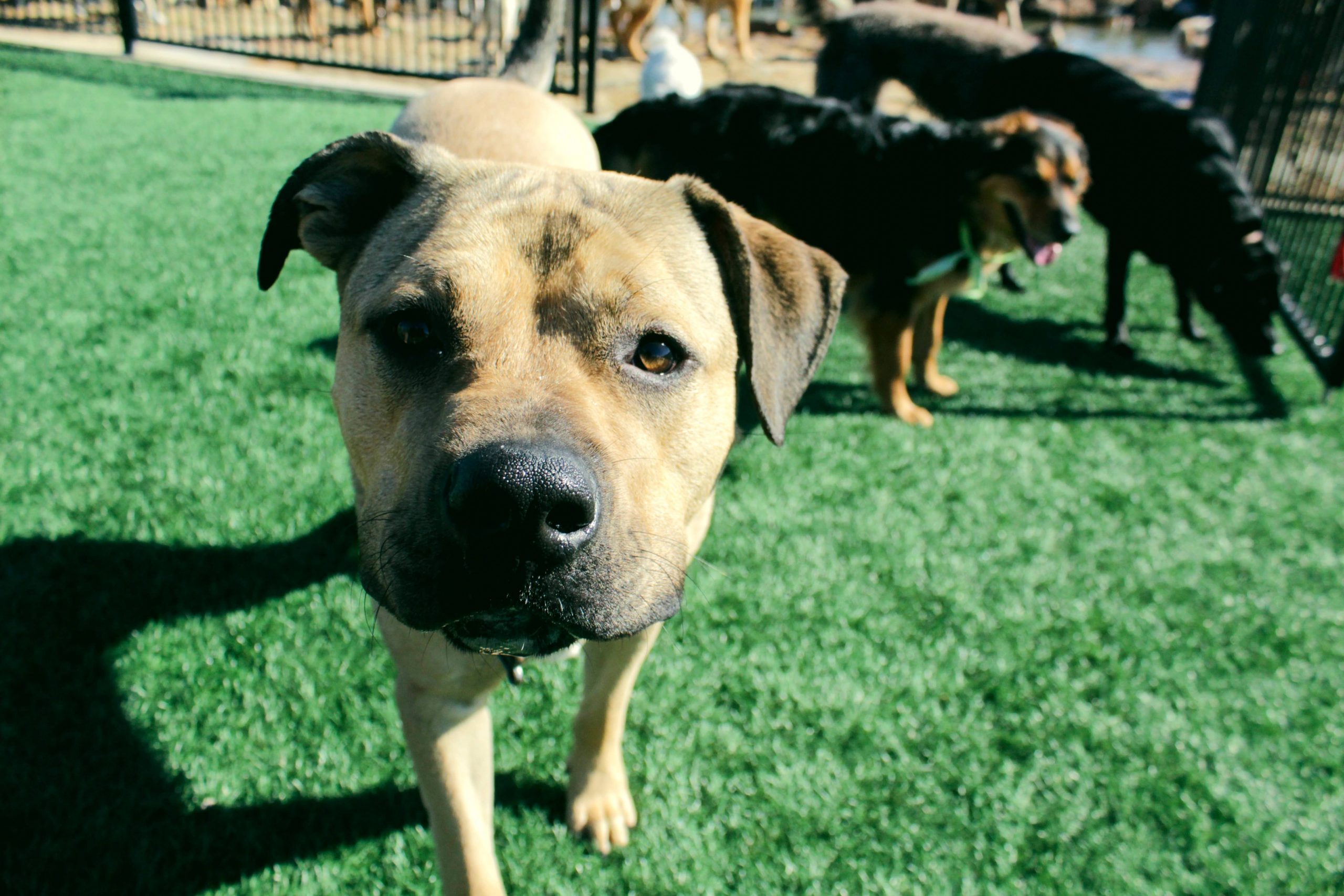 7-important-dog-boarding-tips-greenfield-puppies