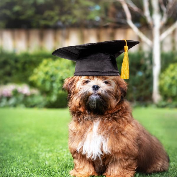 shichon puppy in a graduation cap