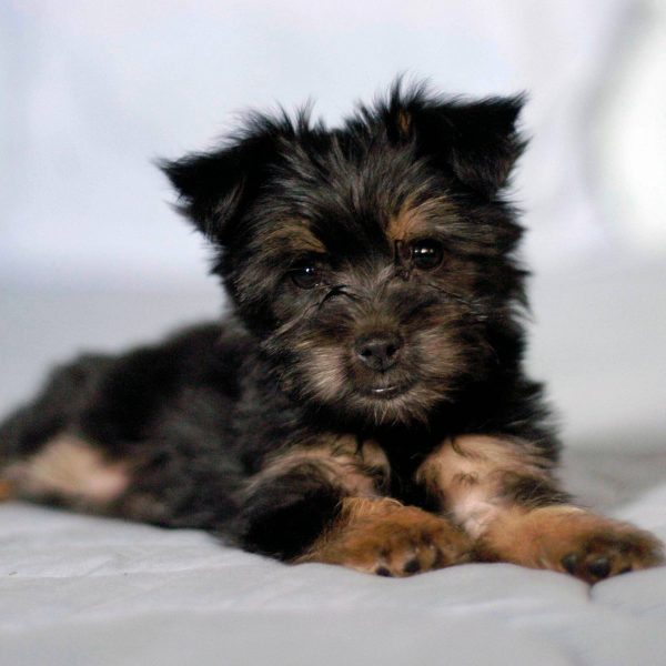 silky terrier puppy lying on a bed