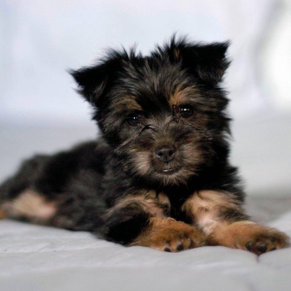 Mini store silky terrier