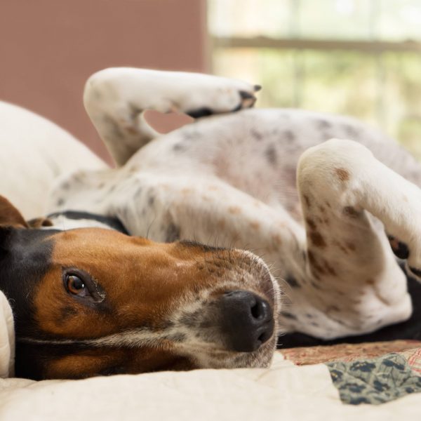 treeing walker coonhound lying on its back on a bed