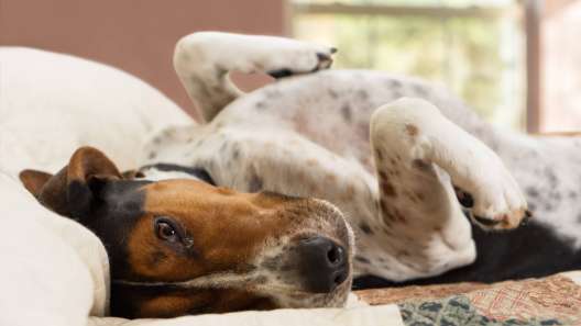 4 Facts About Treeing Walker Coonhounds