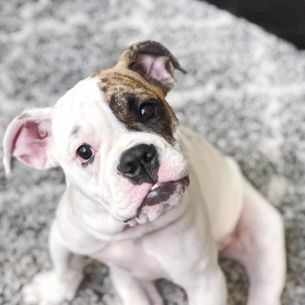 victorian bulldog puppy sitting on the floor