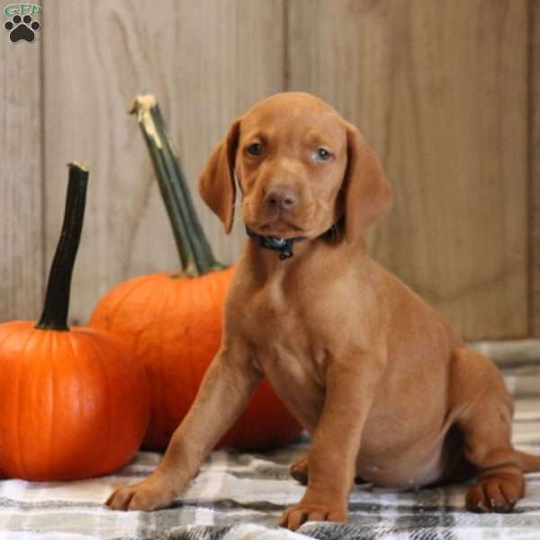 Riley, Vizsla Puppy