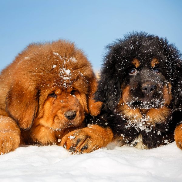 tibetan mastiff puppies in the snow